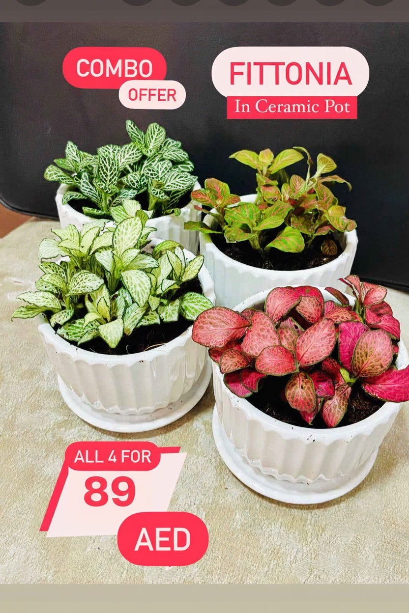 4 Potted mini Fittonia COMBO: in CERAMIC Pots 5-10cm