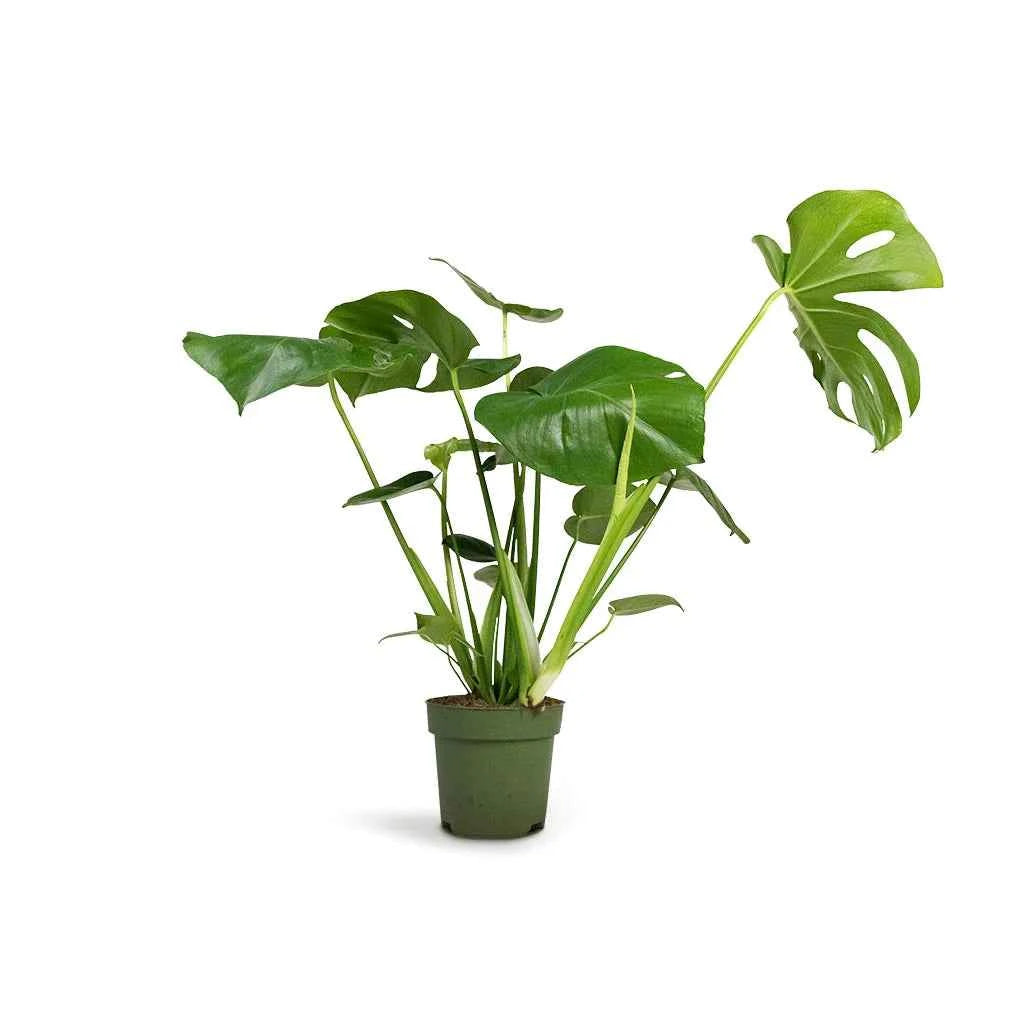 Potted Monstera Deliciosa (Swiss Cheese Plant) 60cm-70cm in Ceramic Pot | Split-leaf Philodendron | Mexican Breadfruit | Ceriman | Indoor House Plant