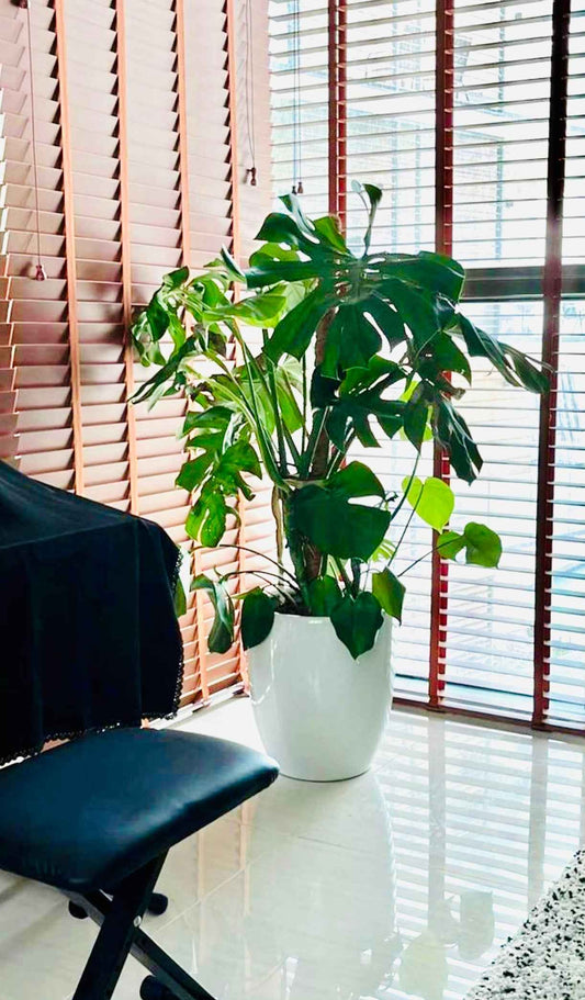 Monstera HOLLAND XL 1.5mtr - Ceriman, Swiss Cheese Plant, Monstera, Mexican Breadfruit, Delicious Monster, Split-leaf philodendron