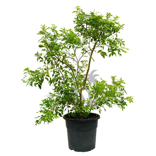 Murraya Paniculata