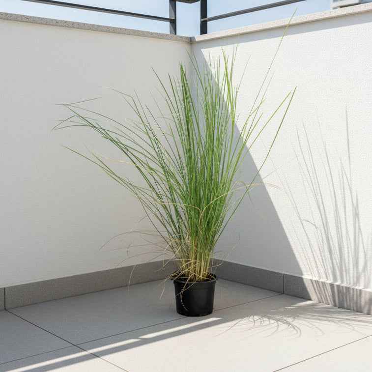 Pennisetum Grass / Pennisetum Setaceum