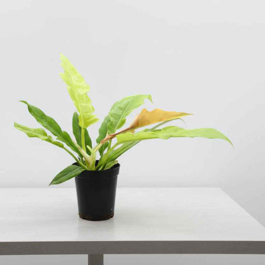Philodendron Ring of Fire Gold