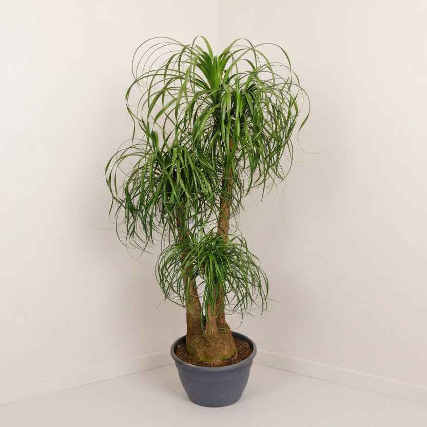 Elephant’s Foot, Beaucarnea Recurvata, Ponytail Palm