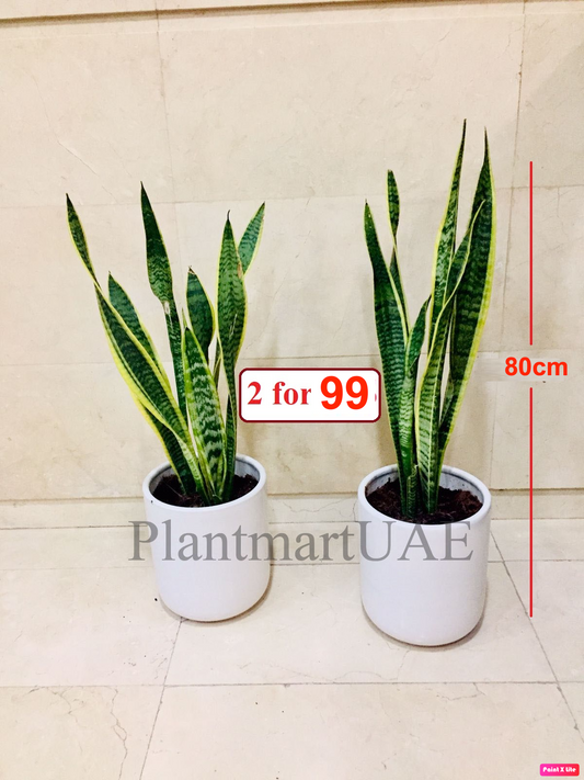 Potted Sansevieria Indoor Plant | 2pcs 80cm Snake Plant in Ceramic Pot