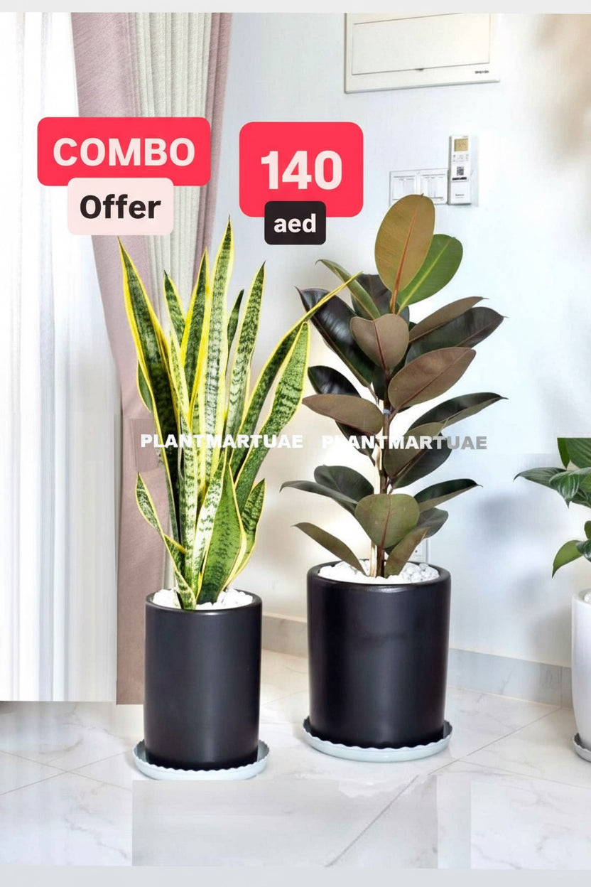 Potted Combo: Rubber Plant + Snake Plant LARGE in Ceramic Pots