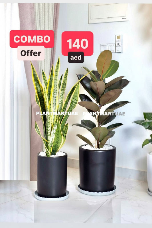 Potted Combo: Rubber Plant + Snake Plant LARGE in Ceramic Pots