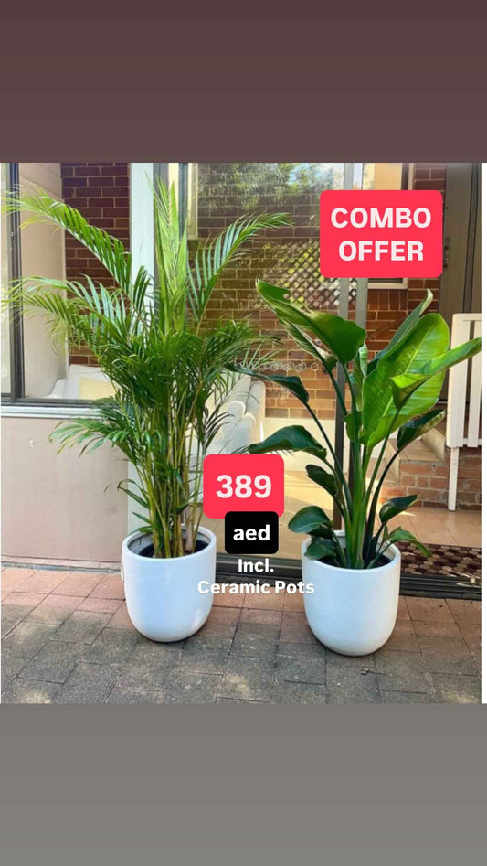 Set of 2 Potted - Areca Palm + Bird Of Paradise in Ceramic Pots