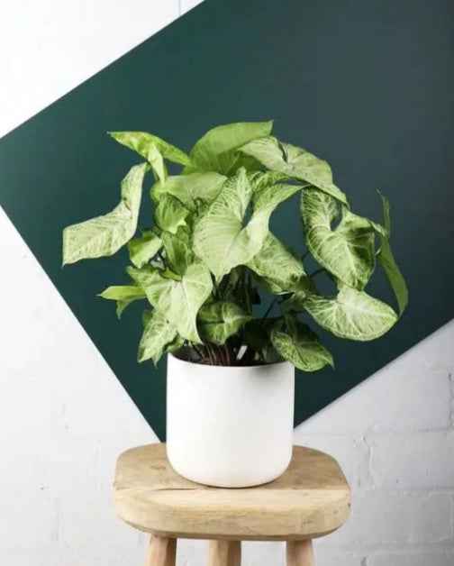 Syngonium podophyllum 30cm-35cm