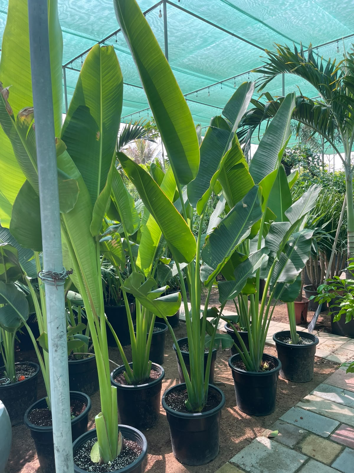 Traveller's Palm Plant 180cm-200cm | Indoor & Outdoor | Ravenala madagascariensis | PlantMartAE.com
