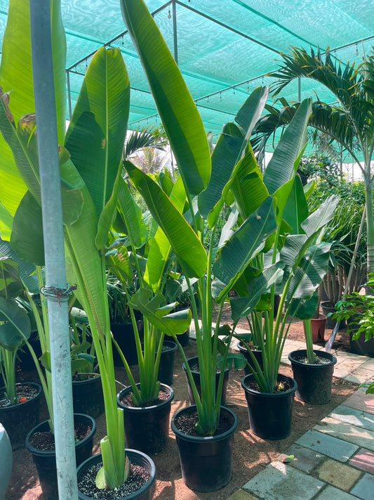Traveller's Palm Plant 180cm-200cm | Indoor & Outdoor | Ravenala madagascariensis | PlantMartAE.com