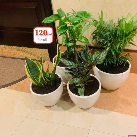 4 Potted Indoor Plants in Ceramic pots