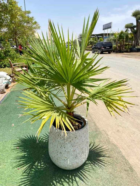 wax palm with ceramic pot