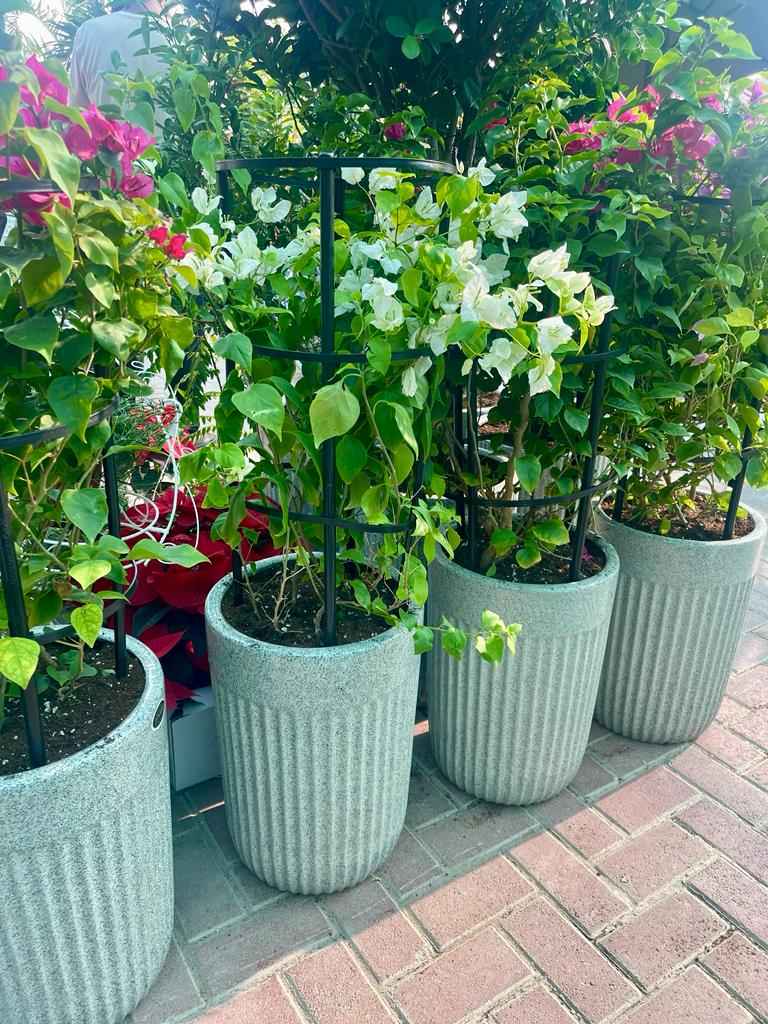 ComboPack: 4Pcs in CERAMIC Pot
