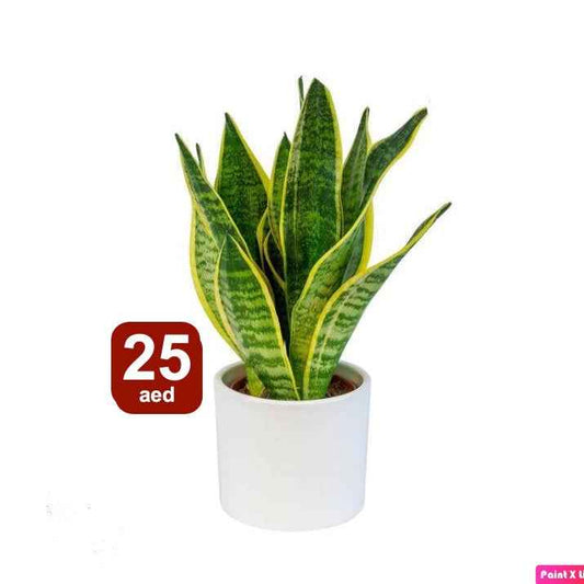 Snake Plant Mini 20cm-25cm - Sansevieria Indoor Plant for Home Décor