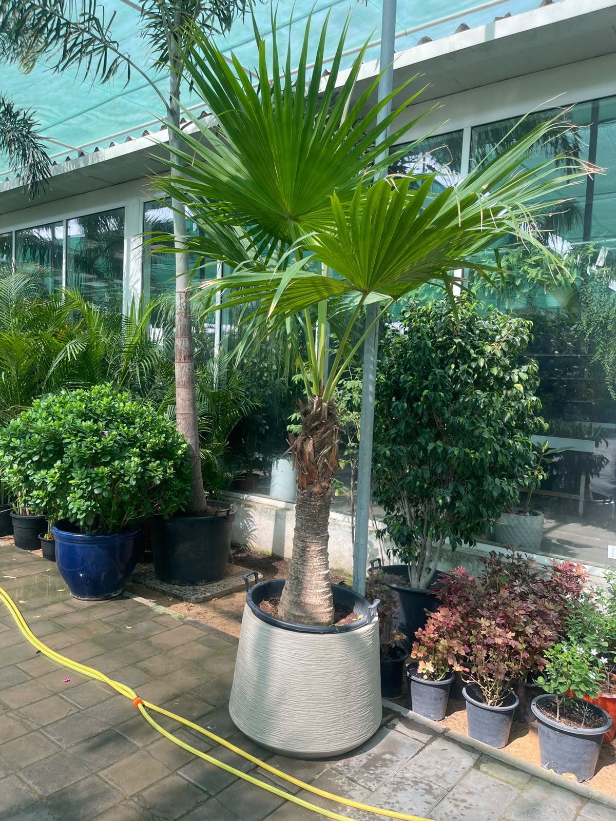 Wax Palm 3mtr - 3.5mtr in Large Fiberclay Pot | Outdoor Plant | Plantmartae.com
