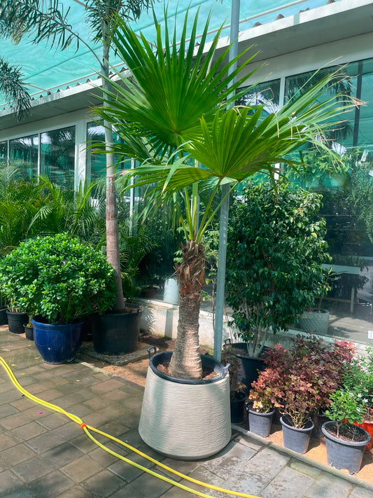 Wax Palm 3mtr - 3.5mtr in Large Fiberclay Pot | Outdoor Plant | Plantmartae.com