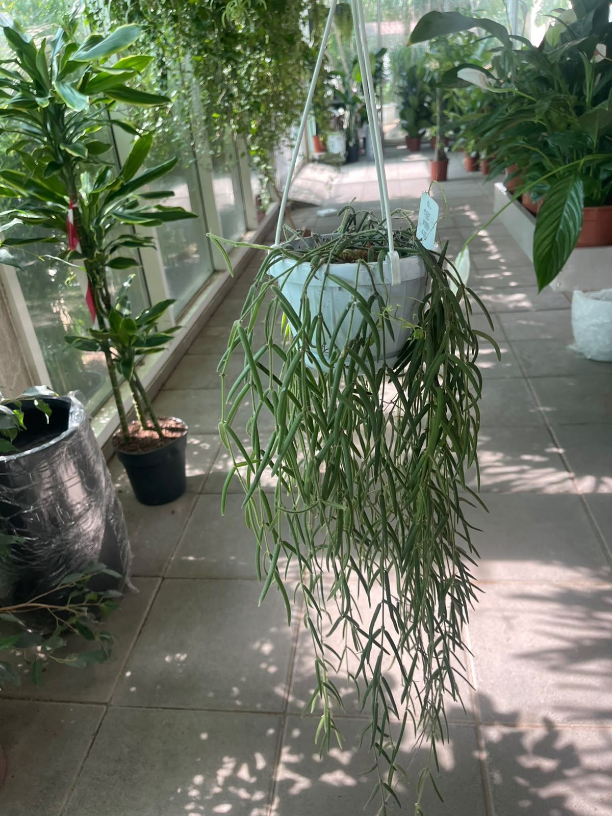 Hanging Rhipsalis 80cm (Mistletoe Cactus) in White Pot - Healthy Trailing Plant