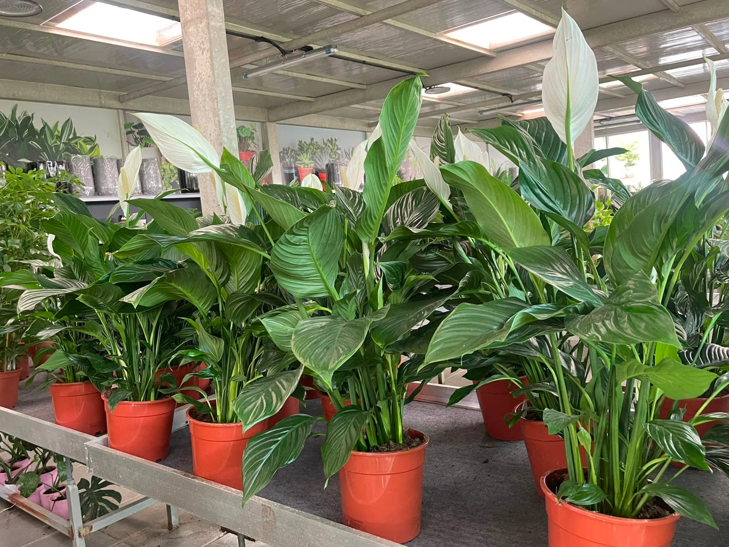 Peacelily XL 90cm - 100cm HOLLAND Indoor Plant