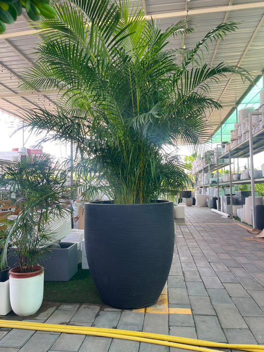 areca palm in fiberclay pot