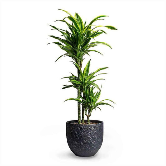 Dracaena Lemon Lime Plant 110cm-120cm | Dracaena Fragrans Indoor Plant