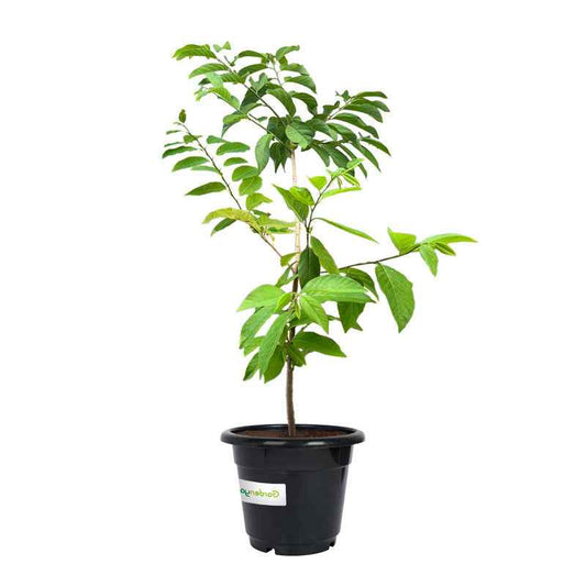 Custard Apple | Annona Reticulata | 1mtr