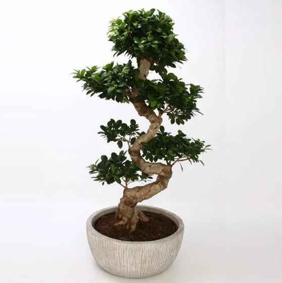 Ficus Microcarpa Bonsai Plant - S-Shape Indoor Decor for Your Home