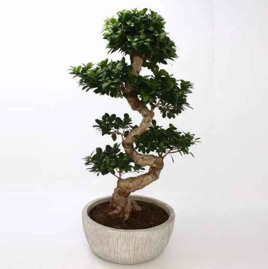 Ficus Microcarpa Bonsai Plant - S-Shape Indoor Decor for Your Home