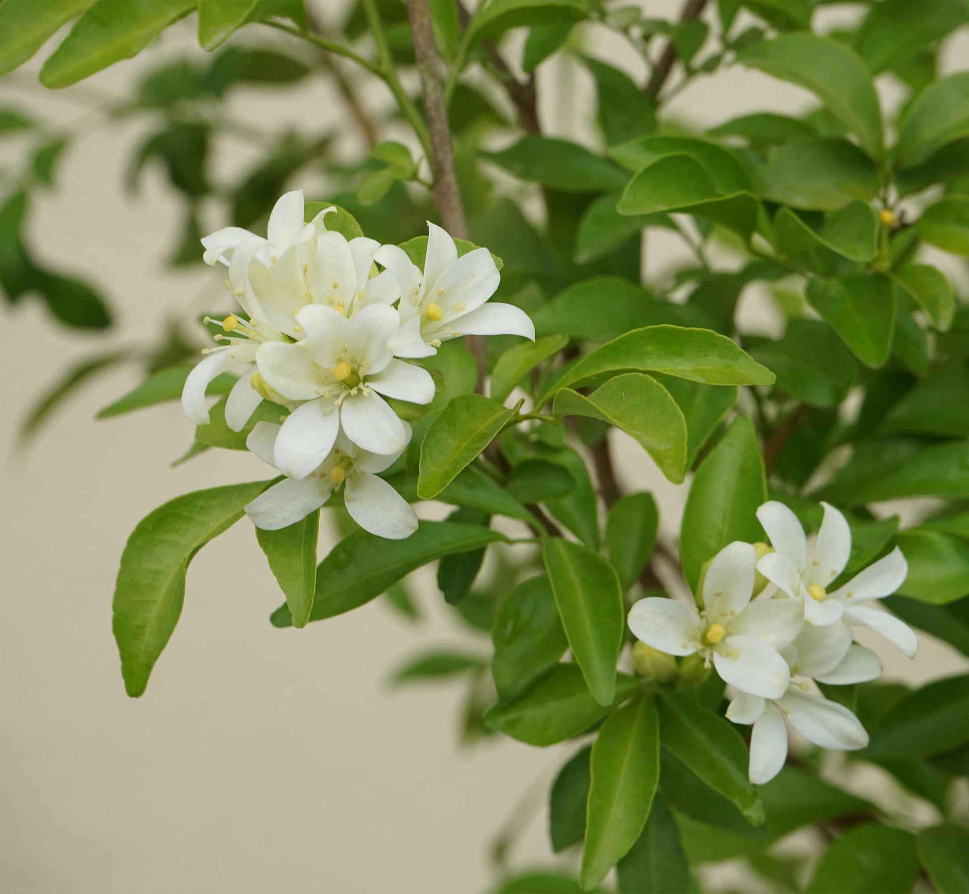 Murraya Paniculata