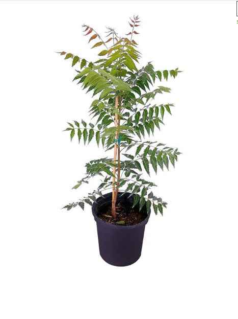 Neem Tree (Azadirachta Indica)
