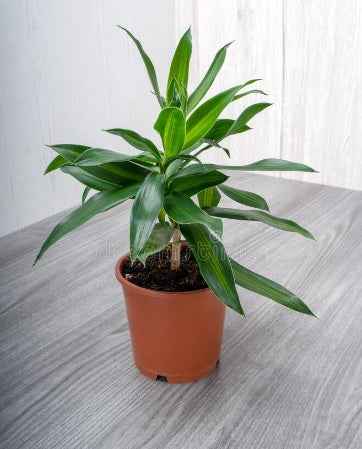 Song of Jamaica 30cm Dracaena Reflexa - Indoor Plant PlantMartUAE.com