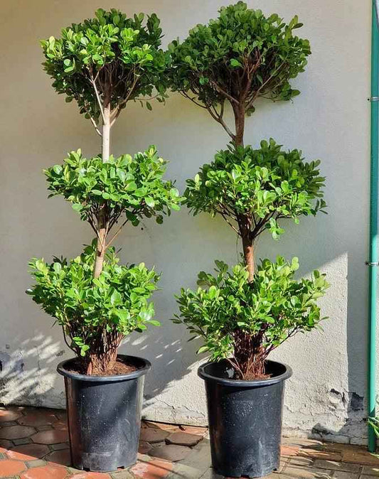 Ficus Panda Outdoor Plant 180cm-200cm - 3 Head/Tier for Stunning Outdoor Decor