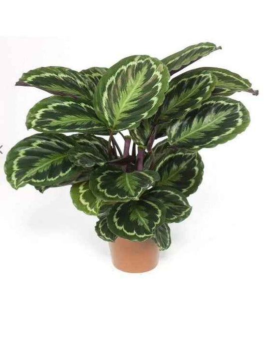Calathea Medallion Plant 30cm-40cm | indoor plant | Calathea Zebra Plant | Best Online Plant Shop | PlantMartUAE.com