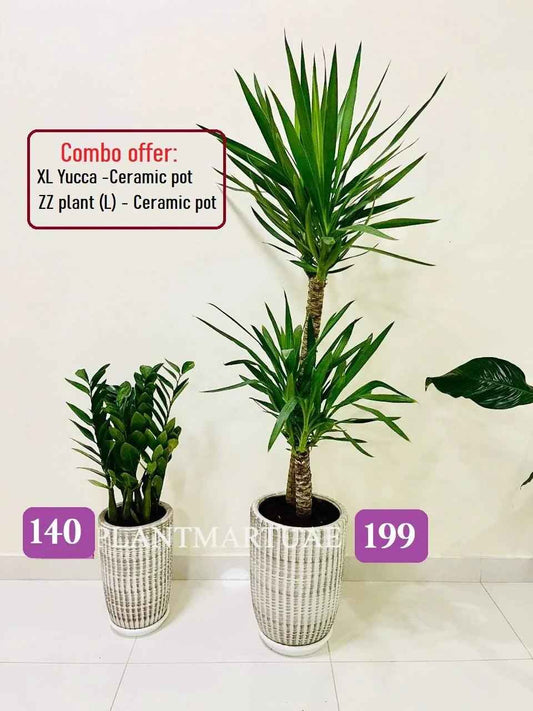 Twin Pack Yucca and ZZ Plant in Stylish Ceramic Pots – Ideal Home Décor