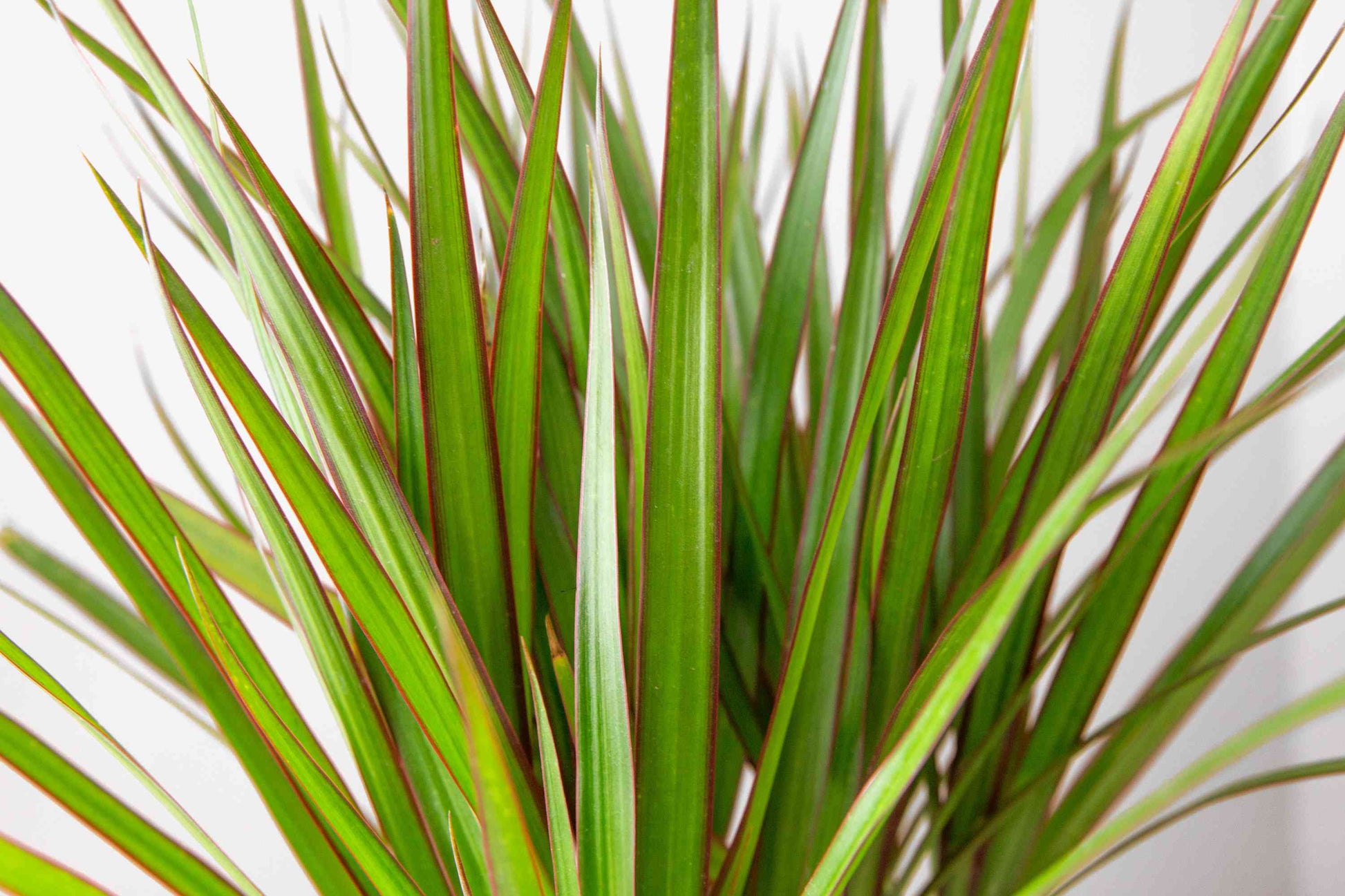 Dracaena marginata plant with long green leaves and red edges against white background