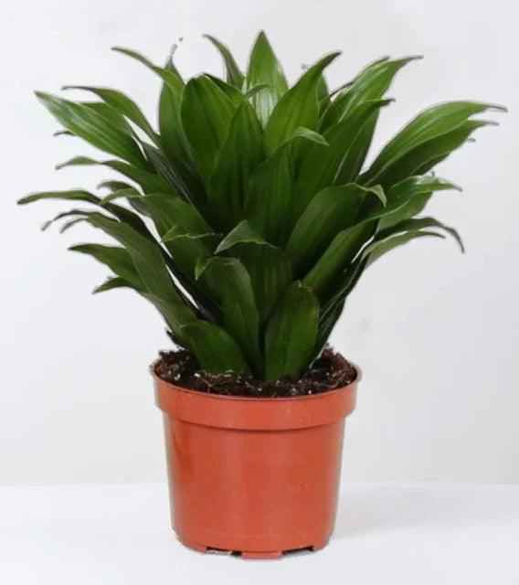 Dracaena Compacta Indoor Plant - 25cm Perfect for Your Home