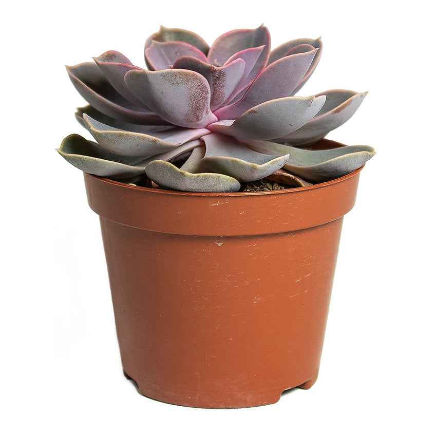 Echeveria Perle Von Nurnberg