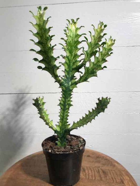 Euphorbia Lactea 50cm-70cm Dragoon bones tree
