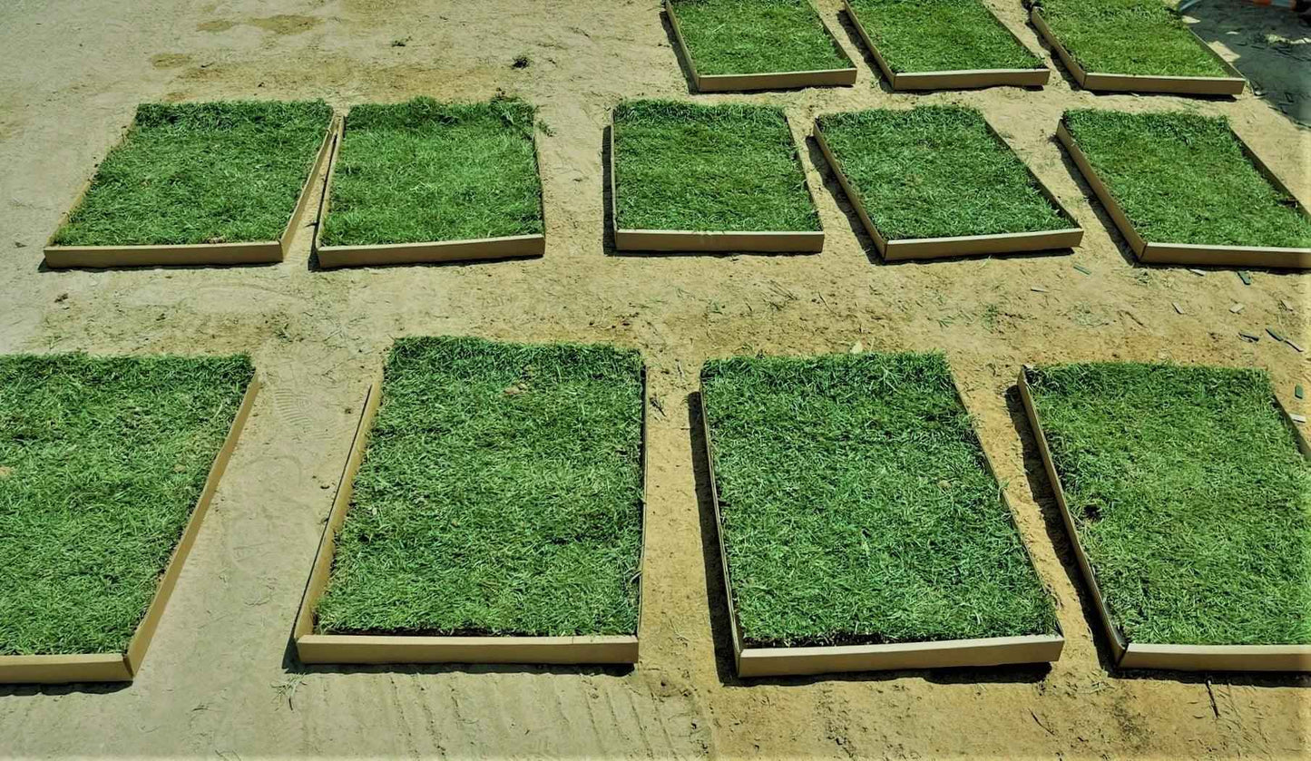 Fresh Pet Grass - Dog Potty Grass