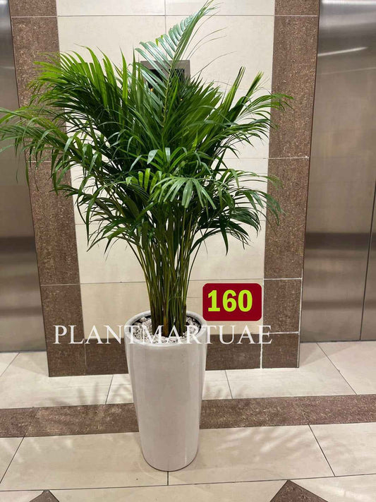 Potted Areca Palm Indoor Plant in Ceramic Pot (150cm-160cm)