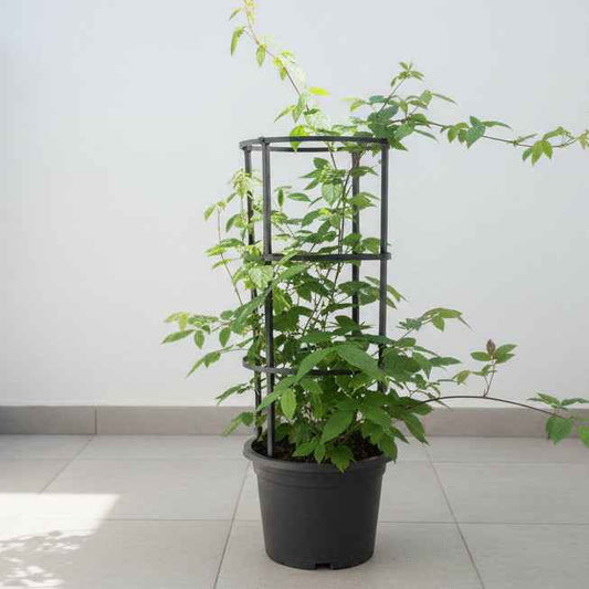 Rangoon Creeper 60cm - 80cm