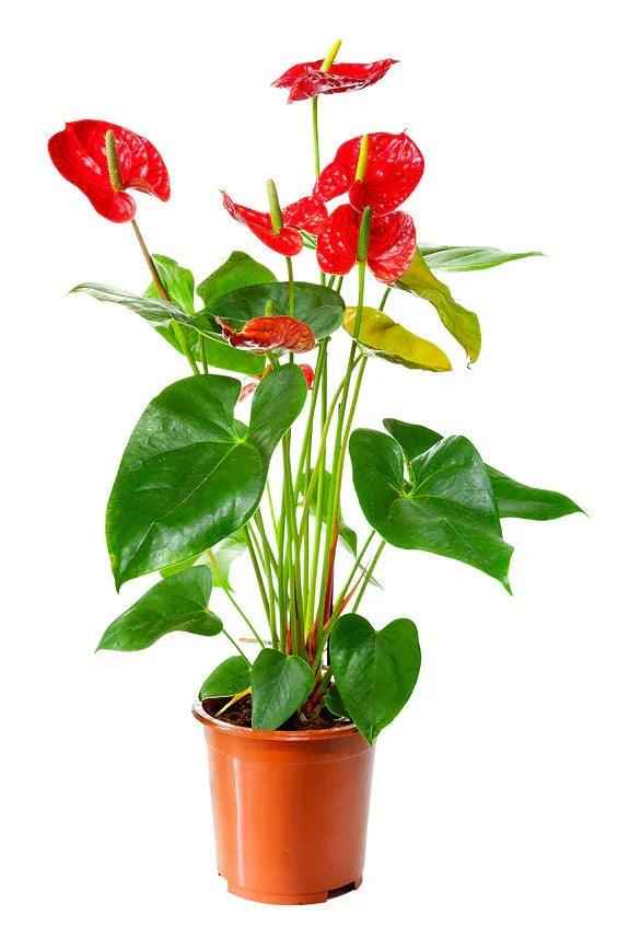 Red Anthurium Indoor Plant - Flamingo Flower Available in S/M/L Sizes