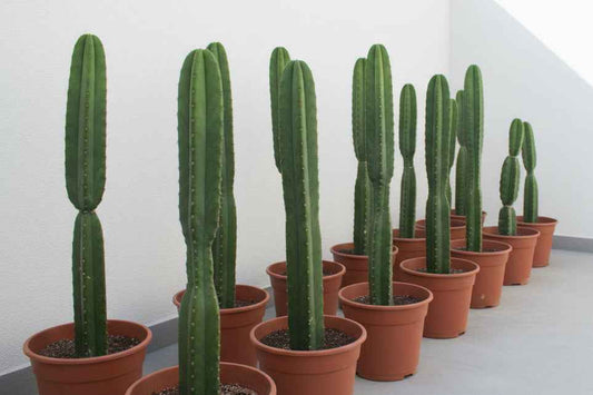 Saguaro Cactus 40cm - 60cm