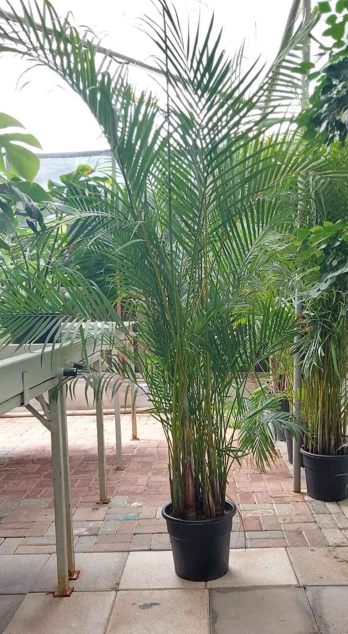 Areca Palm XL 2mtr-2.2mtr indoor plant