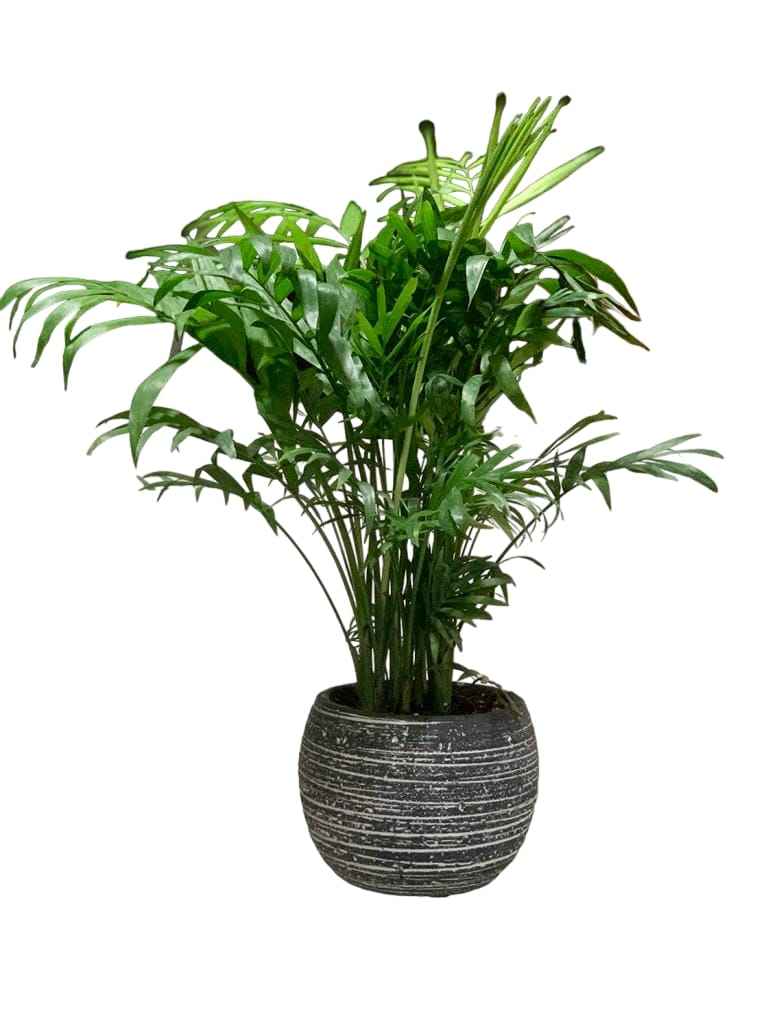 Chamaedorea Elegans Indoor Plant 25cm-30cm - Elegant Parlour Palm for Home Decor
