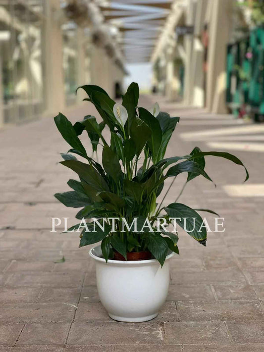 Peace Lily Indoor Plant - Spathiphyllum Sweet Lauretta 30cm-40cm