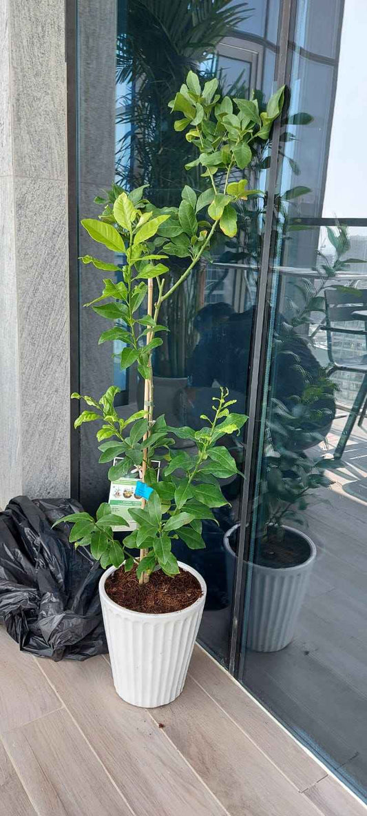 Potted Lemon 1.0mtr in CERAMIC pot