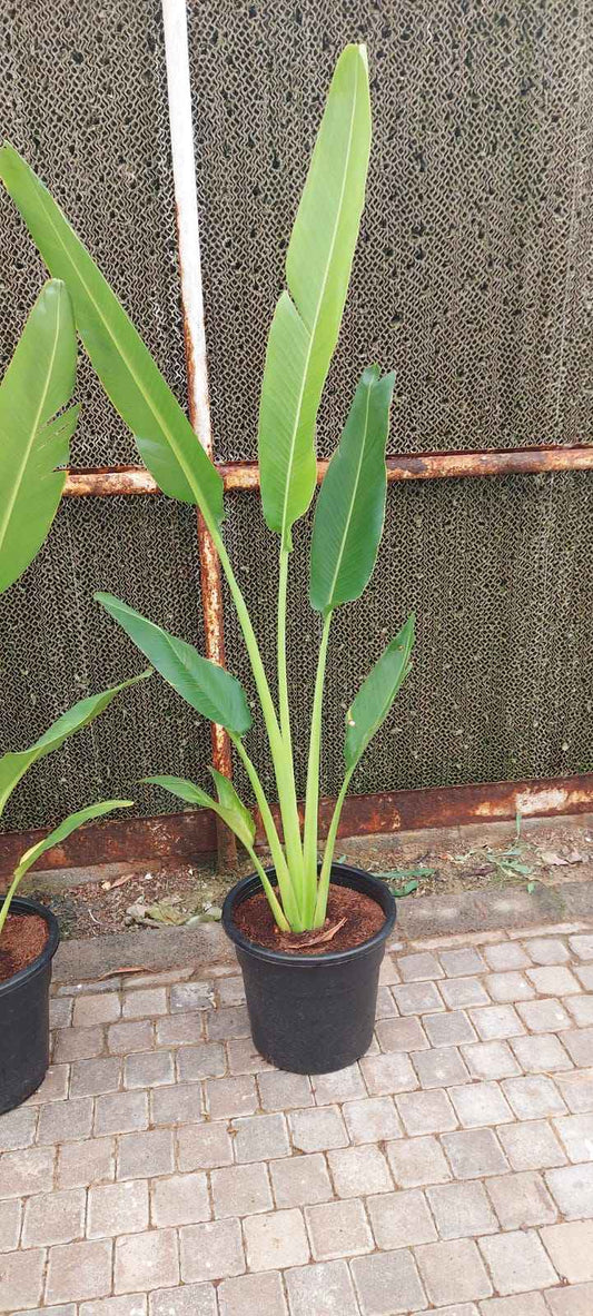 Traveller's Palm 120cm-140cm | indoor & Outdoor plant | Ravenala madagascariensis or traveller’s tree or East-West palm |  PlantMartUAE.com