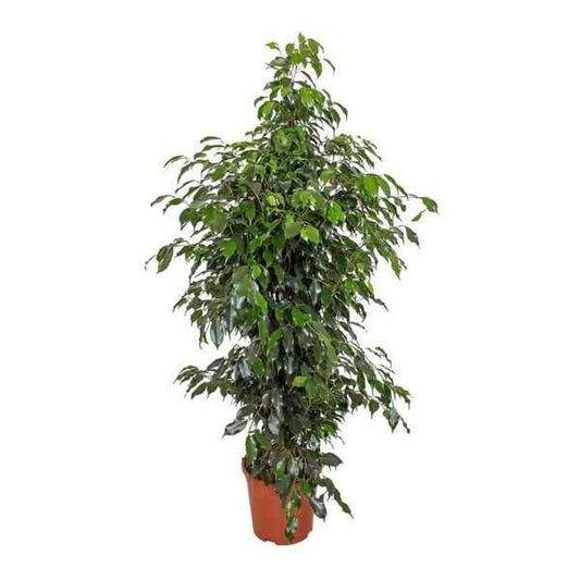 Weeping Fig Indoor Plant 60cm - 80cm | Benjamin Fig | Ficus Tree | Best Online Plants at PlantMartUAE.com